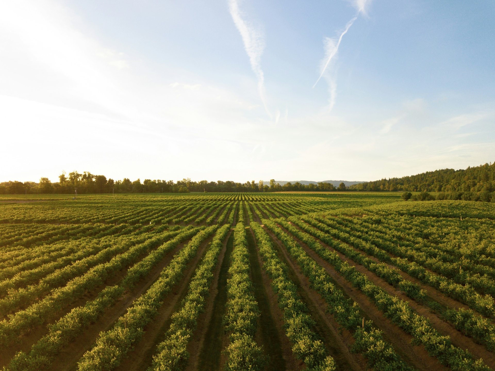 Central Valley orchard at golden hour